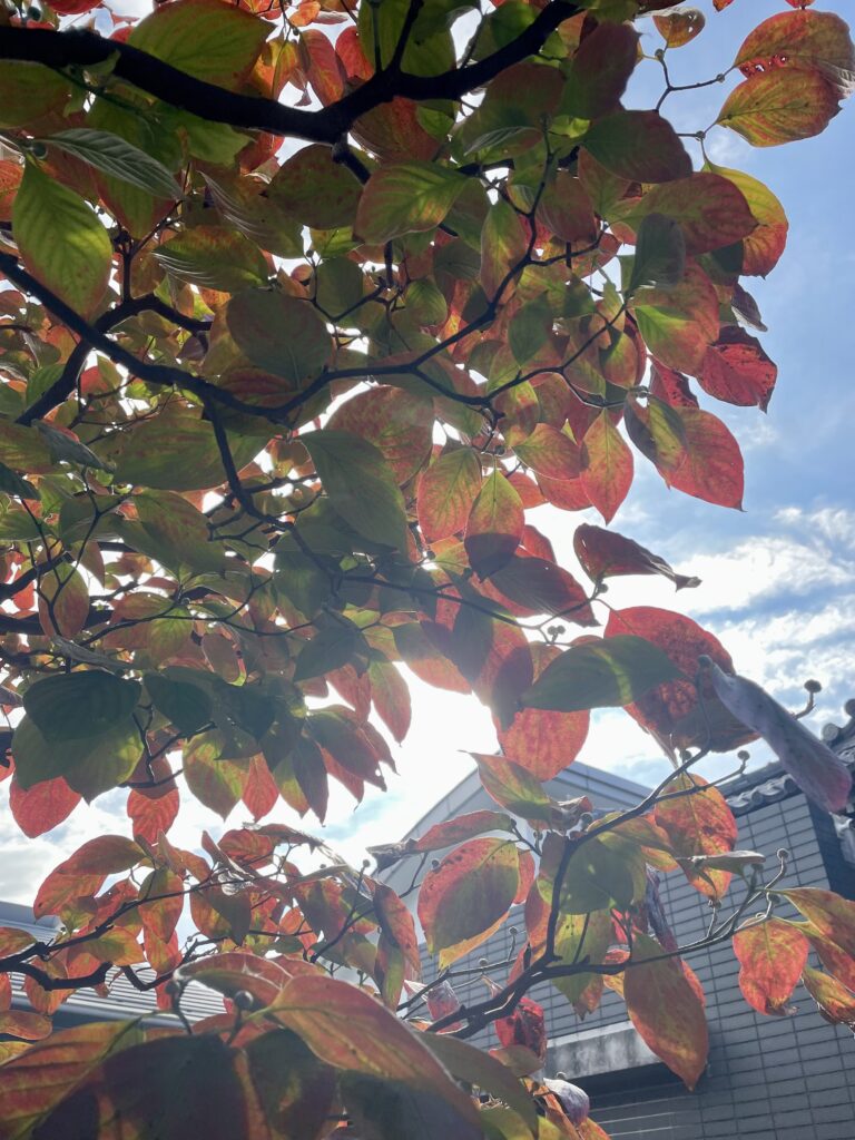 紅葉の葉