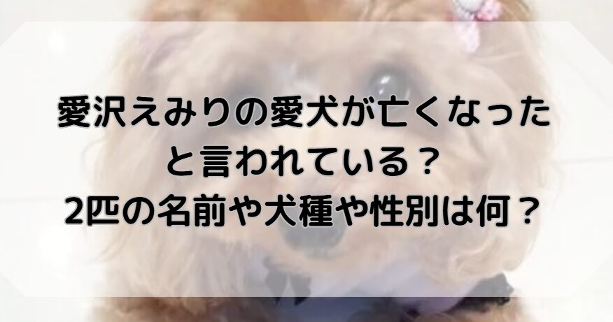 愛沢えみりの愛犬が亡くなったと言われている？2匹の名前や犬種や性別は何？